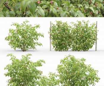 Modern Shrubbery-ID:435531118