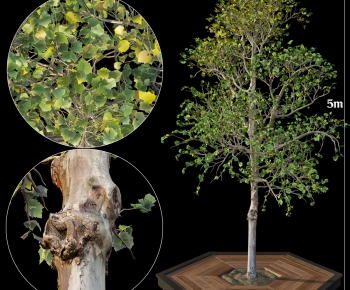 Modern Tree Pool-ID:101150995