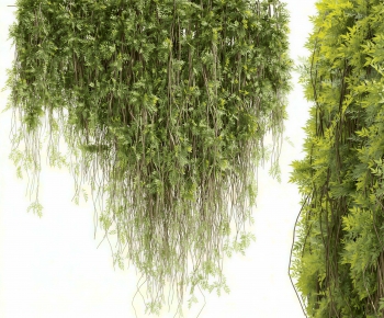 Modern Chlorophytum Comosum-ID:358978996