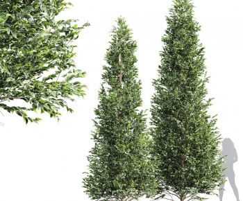 Modern Tree-ID:337495097