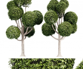 Modern Tree-ID:467252979