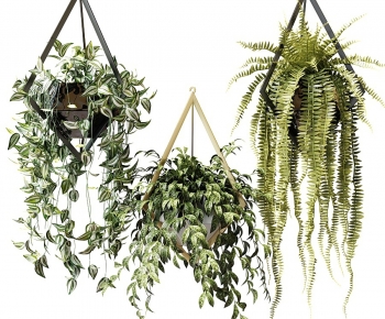 Modern Chlorophytum Comosum-ID:900587082