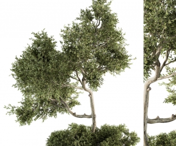 Modern Tree-ID:766472107