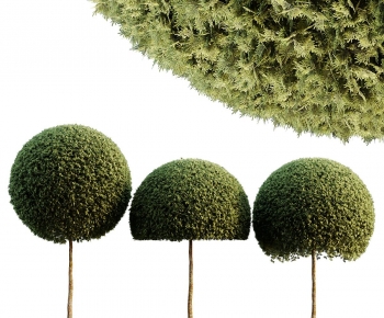 Modern Tree-ID:474212881