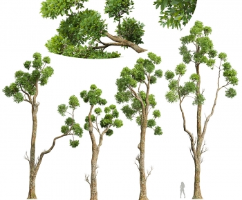 Modern Tree-ID:266382932