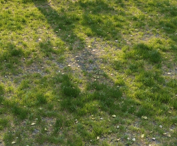 Modern The Grass-ID:525939527