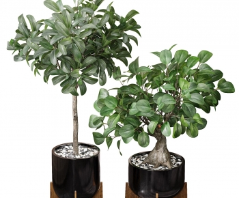 Modern Ground Green Plant Potted Plants-ID:394665969