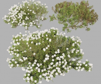 Modern Shrubbery-ID:426702983