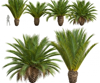 Modern Tree-ID:171247967