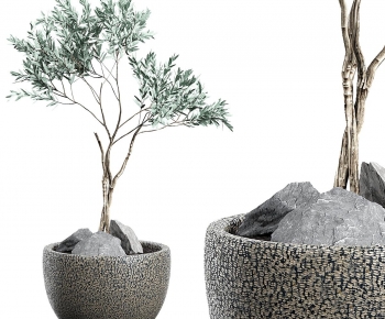 Modern Bonsai-ID:234321122