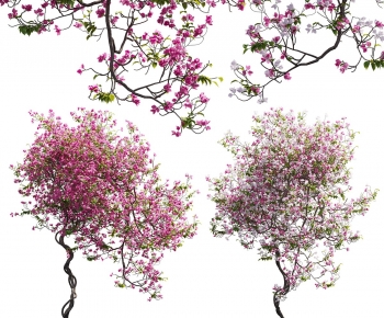 Modern Vine-ID:537930011