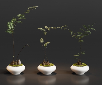Modern Bonsai-ID:170209882