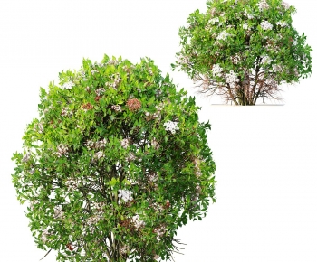 Modern Shrubbery-ID:909142972