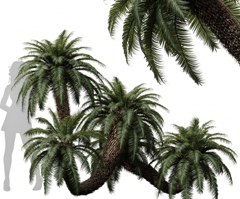 Modern Tree-ID:125116115