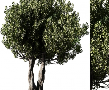 Modern Tree-ID:946562057