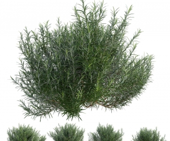 Modern Shrubbery-ID:396092894