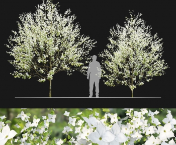 Modern Tree-ID:570118905