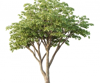 Modern Tree-ID:999866963