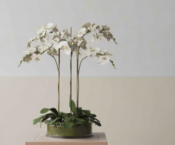 Modern Bonsai-ID:975577125