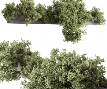 Modern Shrubbery-ID:610304124