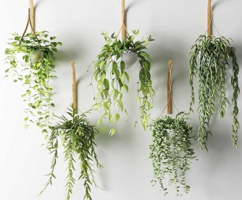 Modern Chlorophytum Comosum-ID:438754083