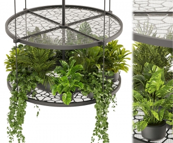 Modern Chlorophytum Comosum-ID:824314124