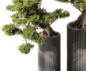 Modern Bonsai-ID:381406073