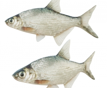 Modern Animal-ID:894686942