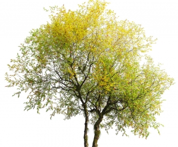 Modern Tree-ID:229994067