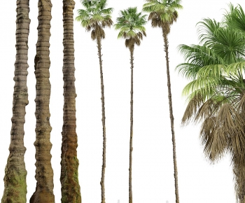 Modern Tree-ID:633862977