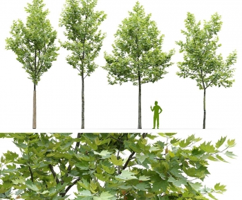 Modern Tree-ID:994559056