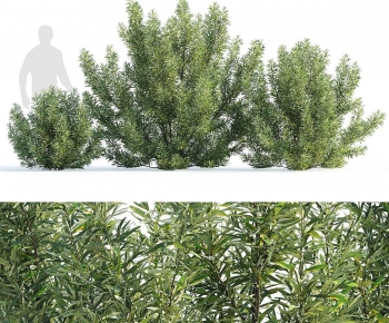 Modern Shrubbery-ID:605602982