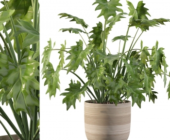 Modern Potted Green Plant-ID:531284092