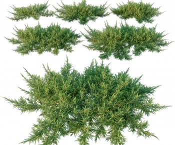 Modern Shrubbery-ID:232361087