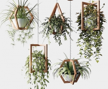 Modern Chlorophytum Comosum-ID:919730784