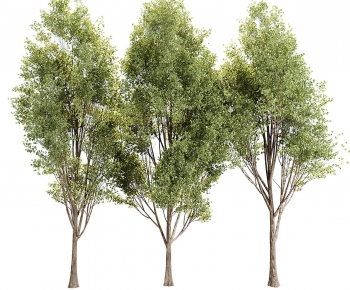 Modern Tree-ID:344553953