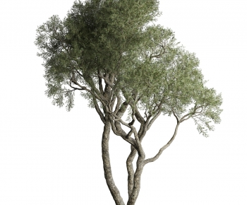 Modern Tree-ID:776323081