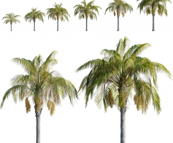 Modern Tree-ID:465617903