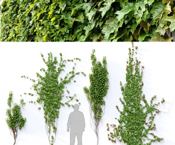 Modern Vine-ID:262945896