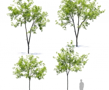 Modern Tree-ID:922482013