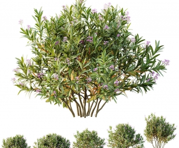 Modern Shrubbery-ID:718831063