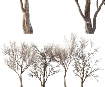 Modern Tree-ID:514055971