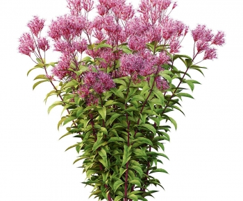 Modern Flowers And Grass-ID:974044084