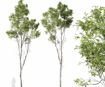 Modern Tree-ID:881032943