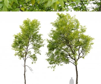 Modern Tree-ID:793936012