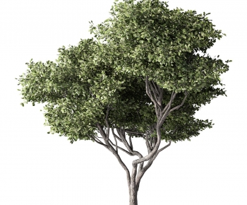 Modern Tree-ID:277636056