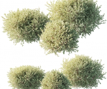 Modern Shrubbery-ID:274486067