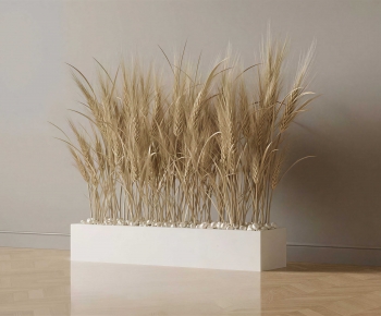 Modern Crop-ID:507219087