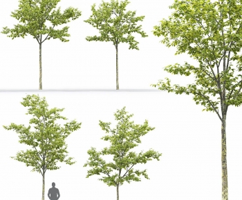 Modern Tree-ID:157577047