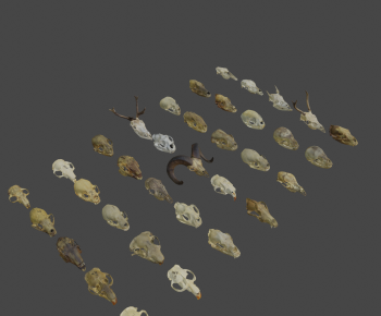 Modern Animal-ID:700880052